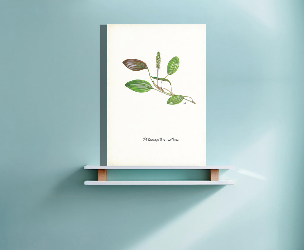 Wanddecoratie "Drijvend fontijnkruid"