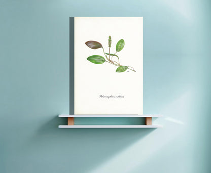 Wanddecoratie "Drijvend fontijnkruid"