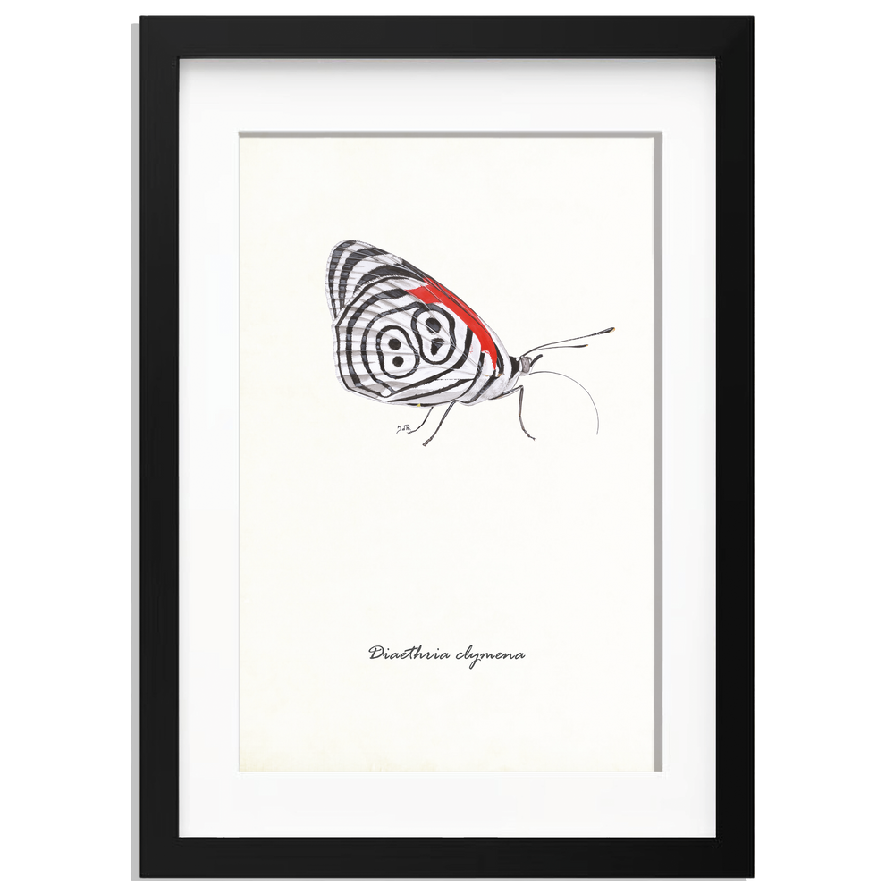 Ingelijst "Eighty-eight butterfly"