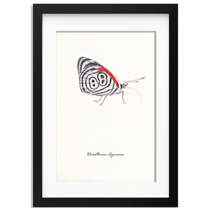 Ingelijst "Eighty-eight butterfly"