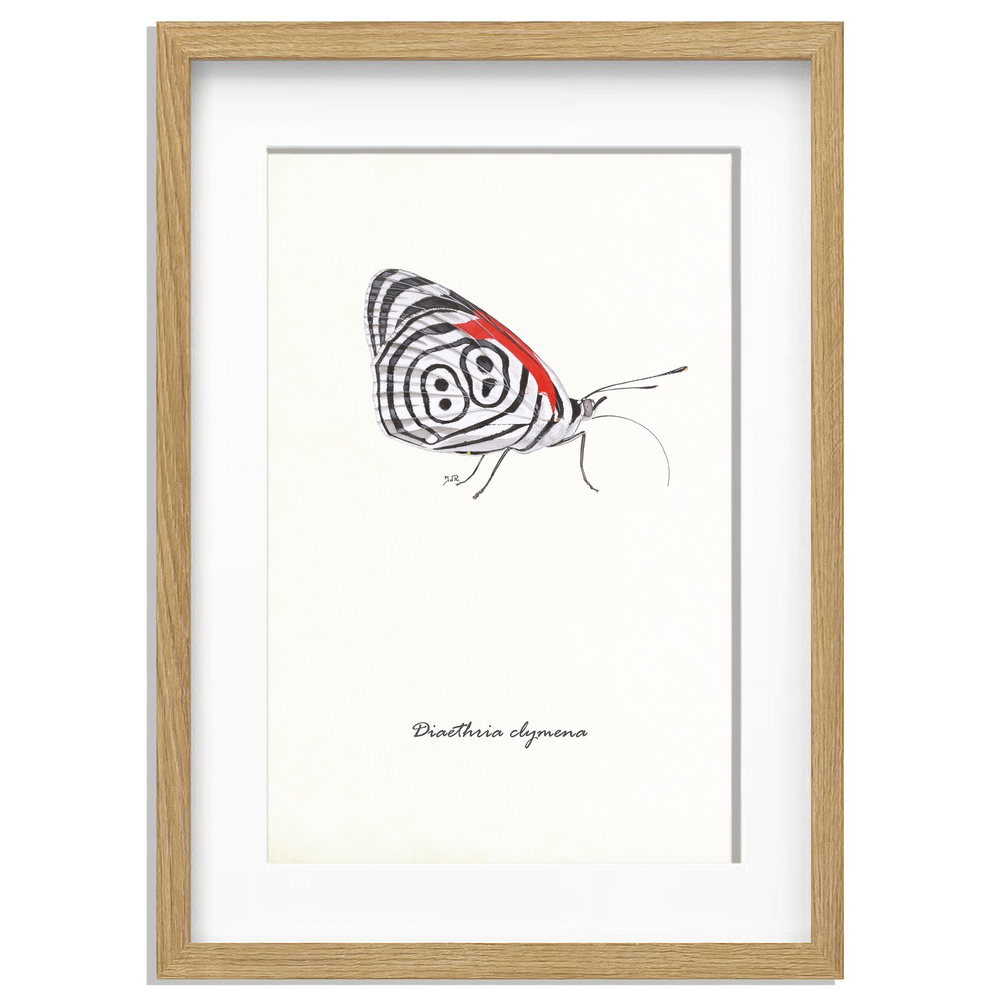 Ingelijst "Eighty-eight butterfly"