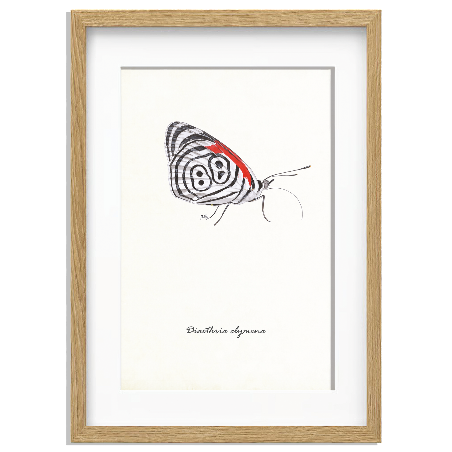 Ingelijst "Eighty-eight butterfly"