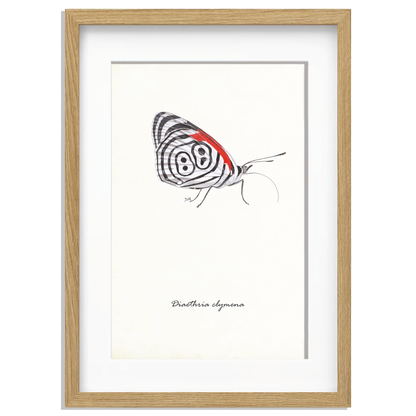 Ingelijst "Eighty-eight butterfly"