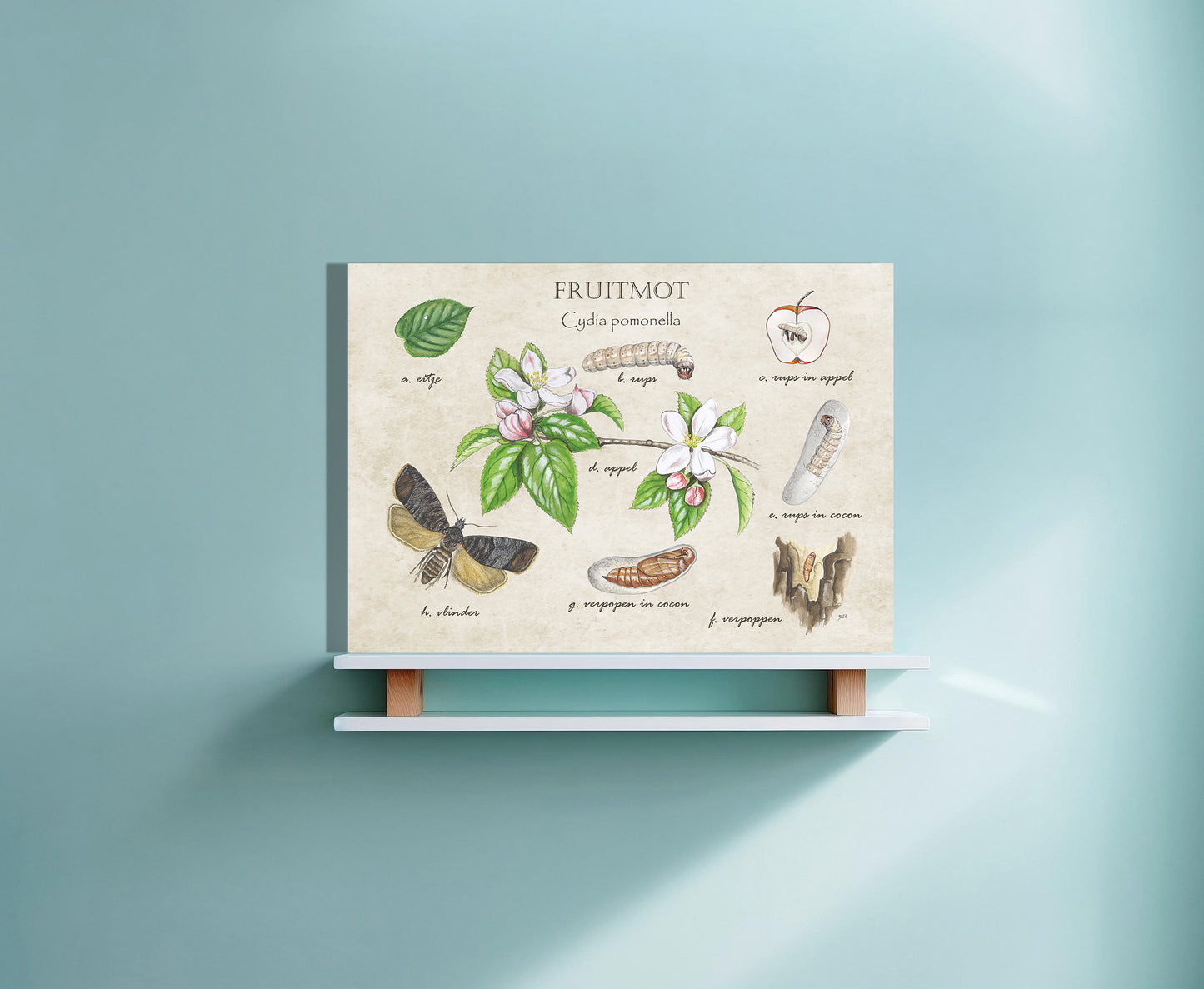 Wanddecoratie "Fruitmot, het leven van"