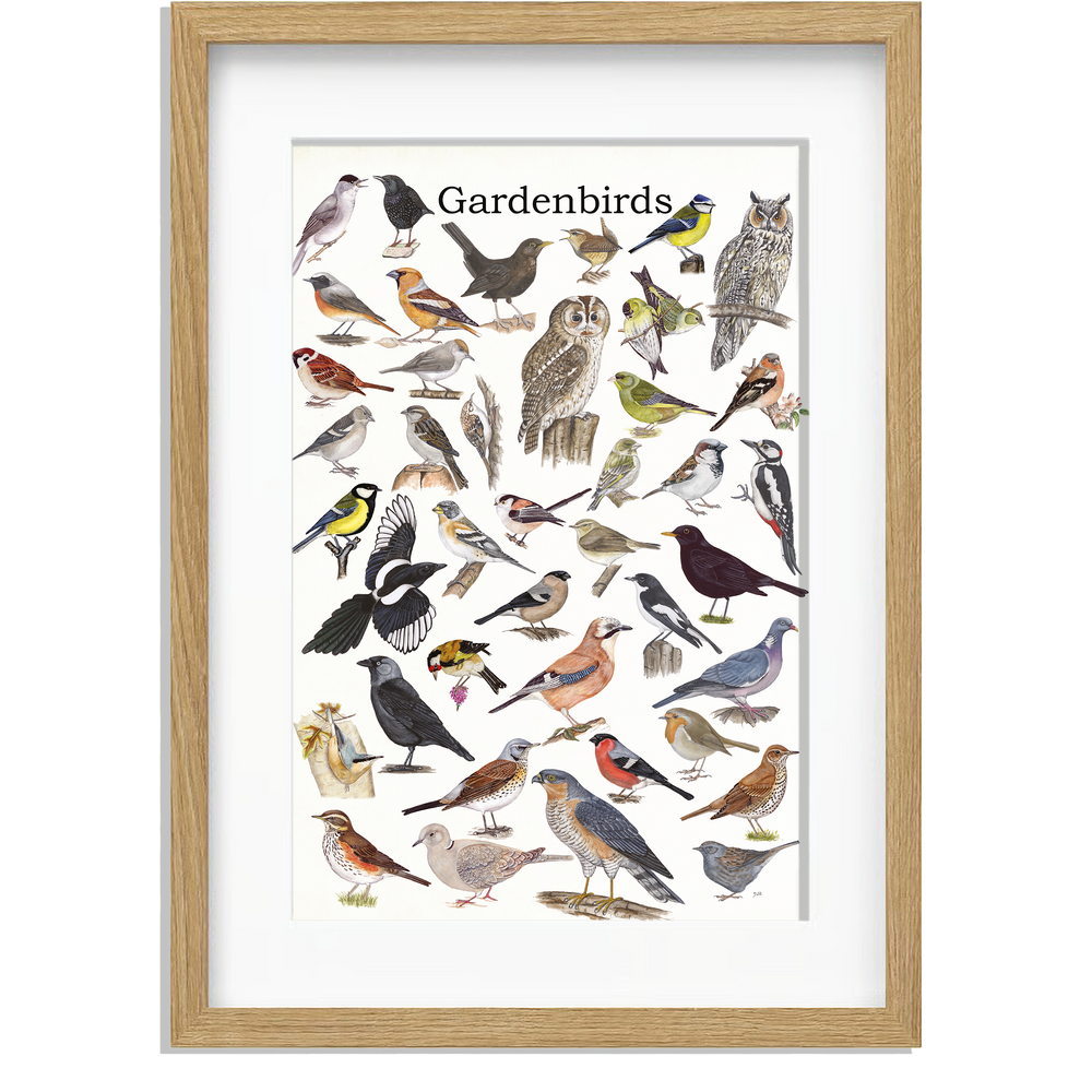 Ingelijst "Gardenbirds"