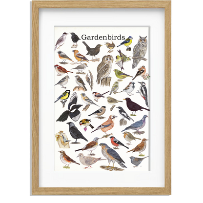 Ingelijst "Gardenbirds"