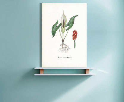 Wanddecoratie "Gevlekte aronskelk"
