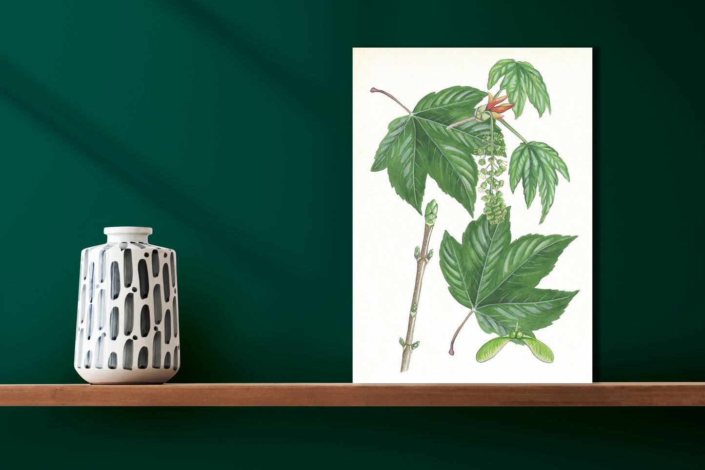 Wanddecoratie "Gewone esdoorn, het leven van"