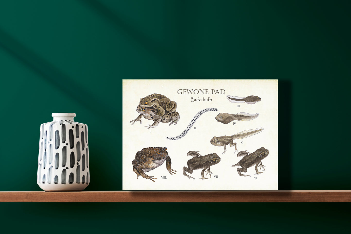 Wanddecoratie "Gewone pad | Levenscyclus van ei tot pad"