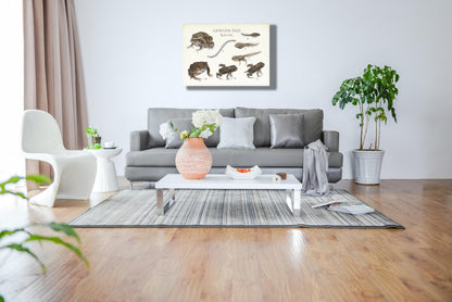Wanddecoratie "Gewone pad | Levenscyclus van ei tot pad"