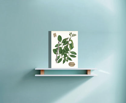 Wanddecoratie "Gewone walnoot, het leven van"