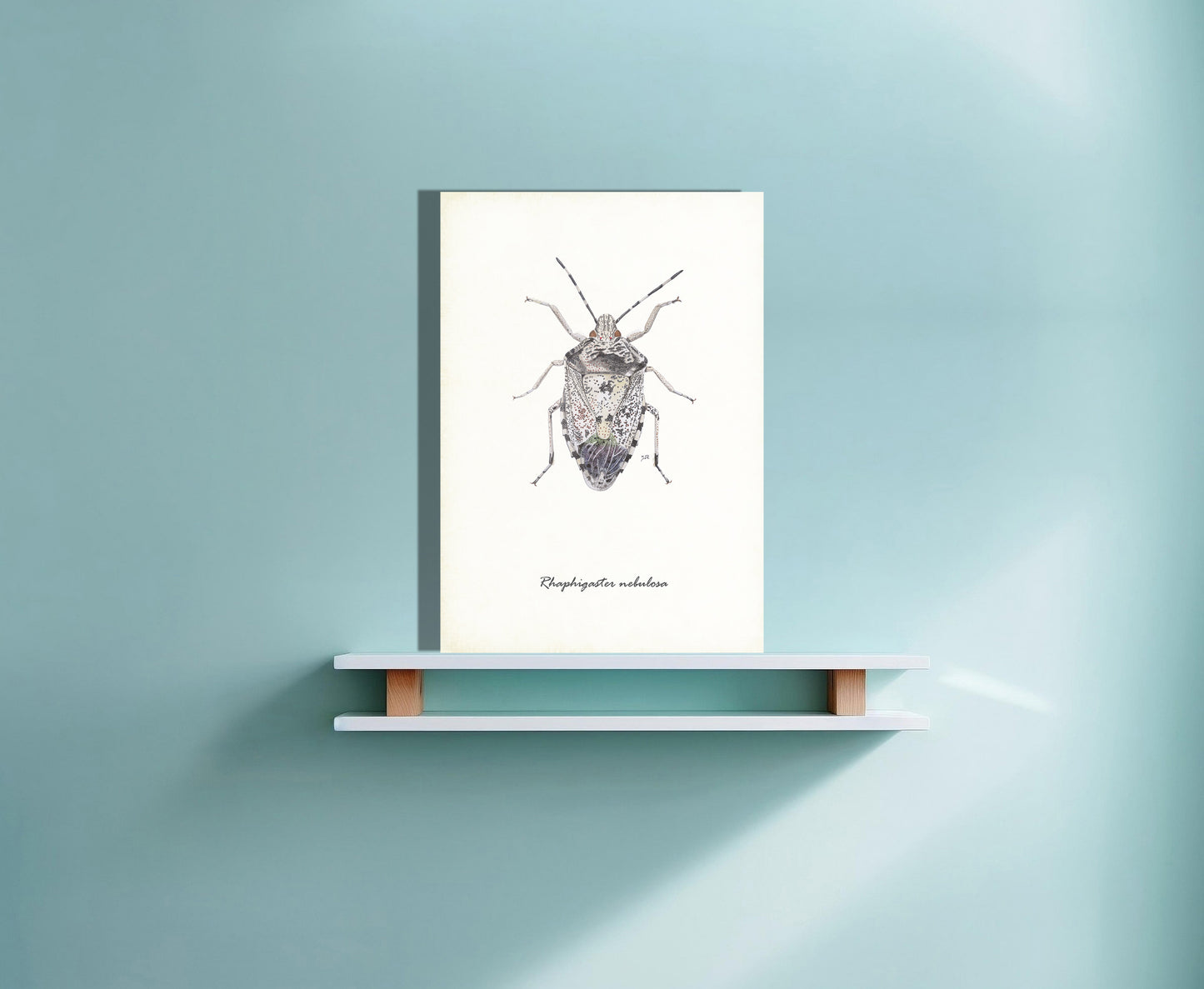Wanddecoratie "Grauwe schildwants"