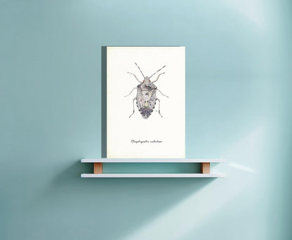 Wanddecoratie "Grauwe schildwants"