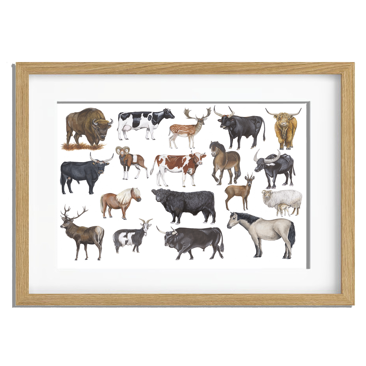 Ingelijst "Grote grazers"