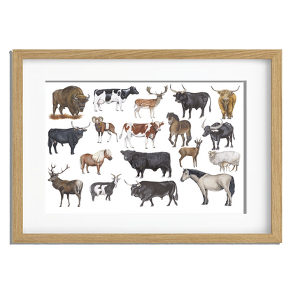 Ingelijst "Grote grazers"