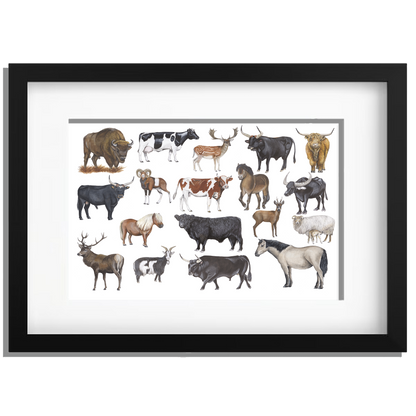 Ingelijst "Grote grazers"