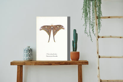 Wanddecoratie "Herculesvlinder"