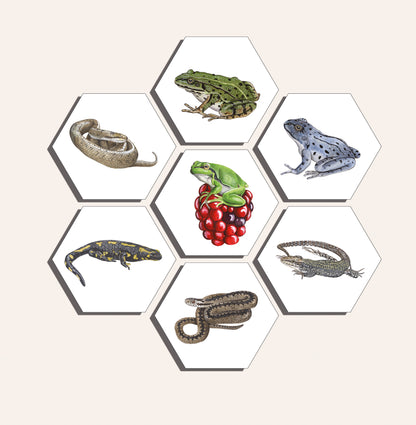 Collage "Amfibieën en Reptielen"