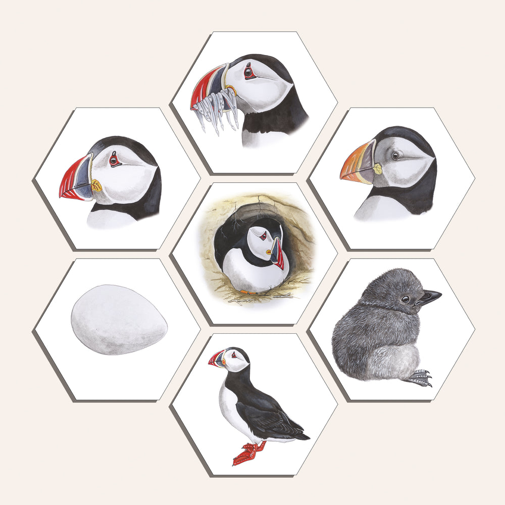 Collage "Papegaaiduiker"