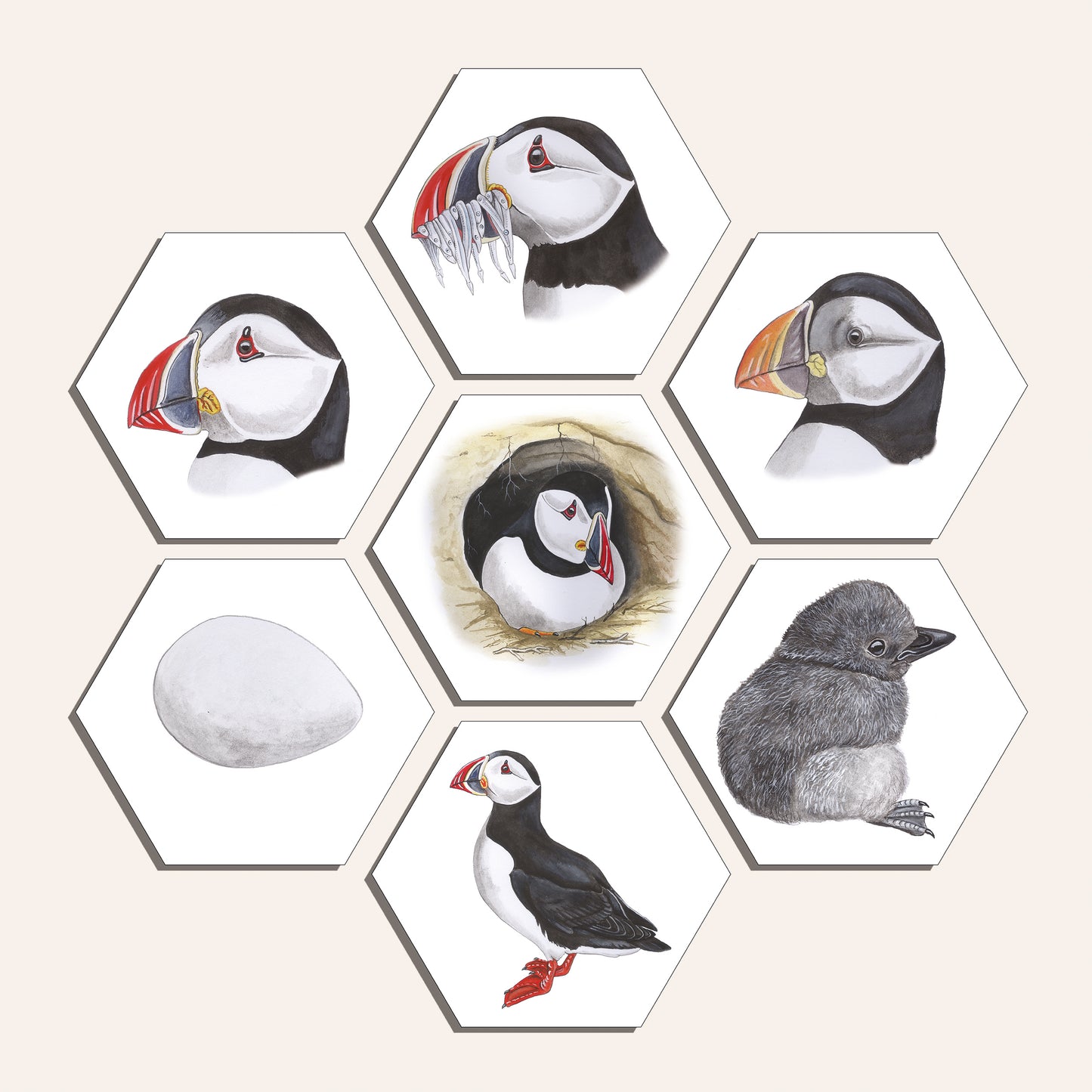 Collage "Papegaaiduiker"