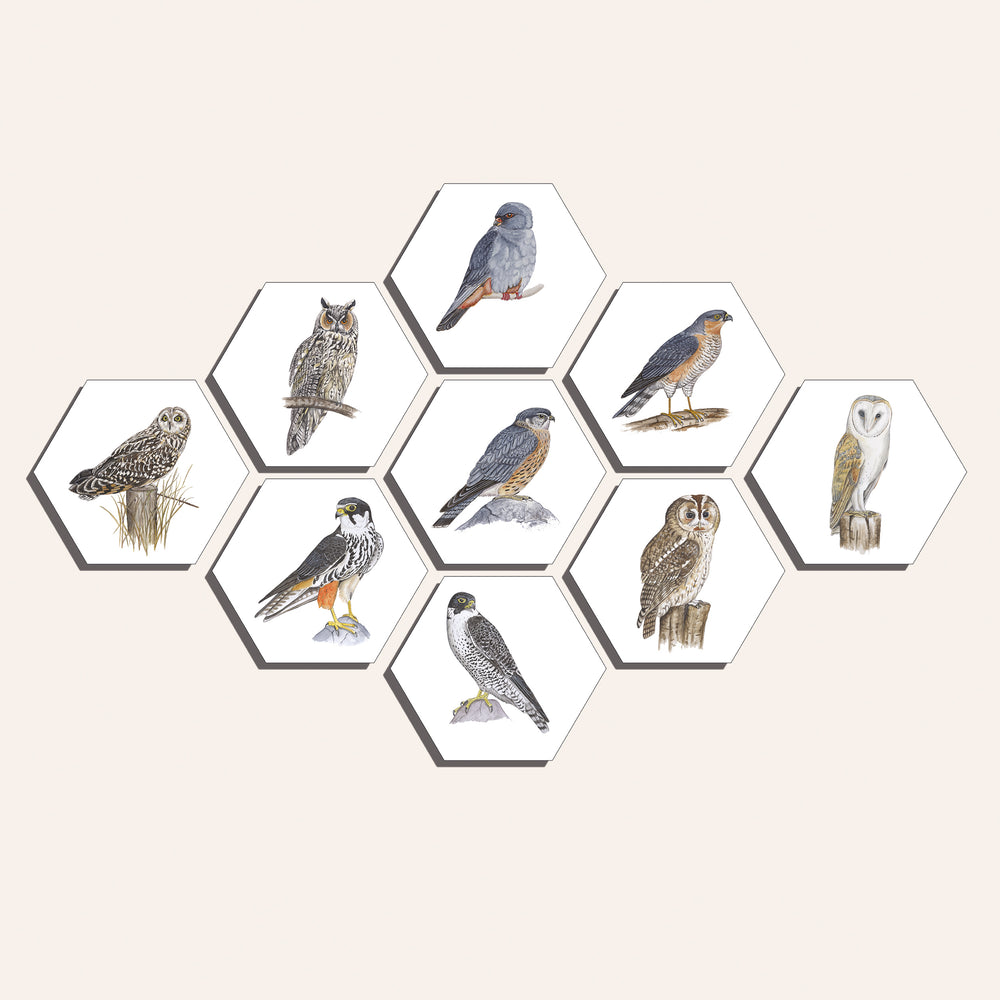 Collage "Roofvogels en uilen"
