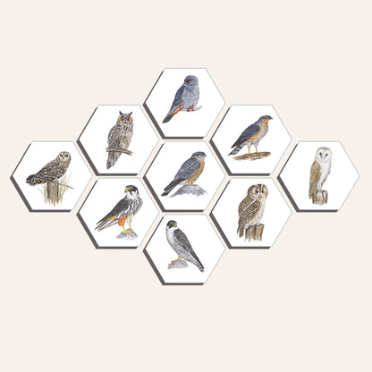 Collage "Roofvogels en uilen"
