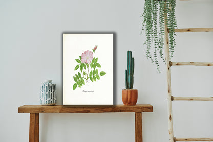 Wanddecoratie "Hondsroos"