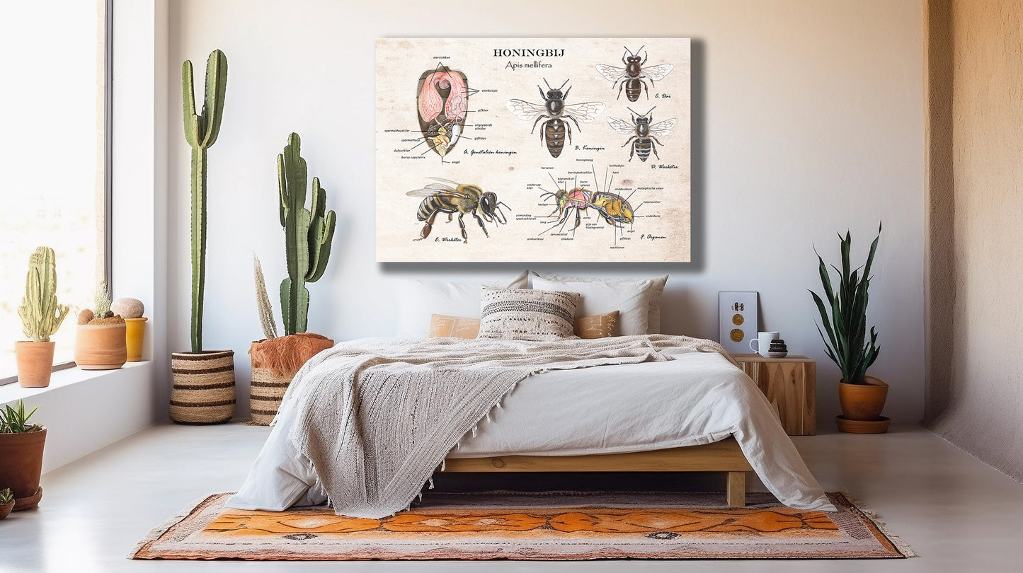 Wanddecoratie "Honingbij - Anatomie van de koningin"