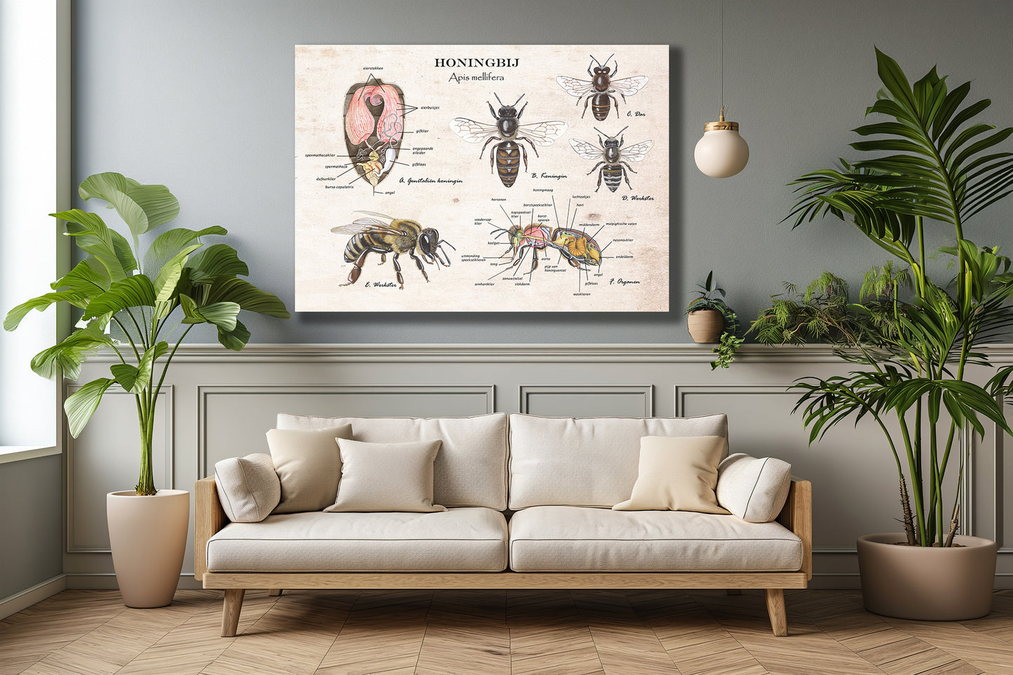 Wanddecoratie "Honingbij - Anatomie van de koningin"