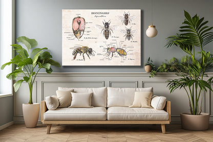 Wanddecoratie "Honingbij - Anatomie van de koningin"