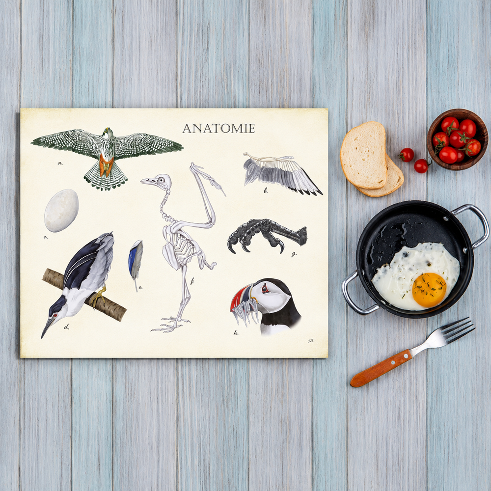Inductieplaatbeschermer "Anatomie Birds"