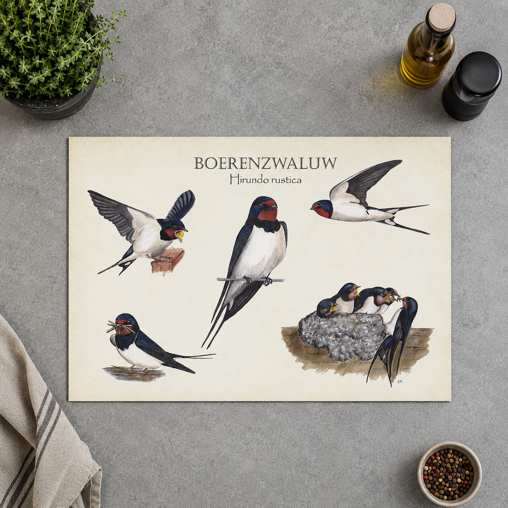 Inductieplaatbeschermer "Boerenzwaluw, het leven van"