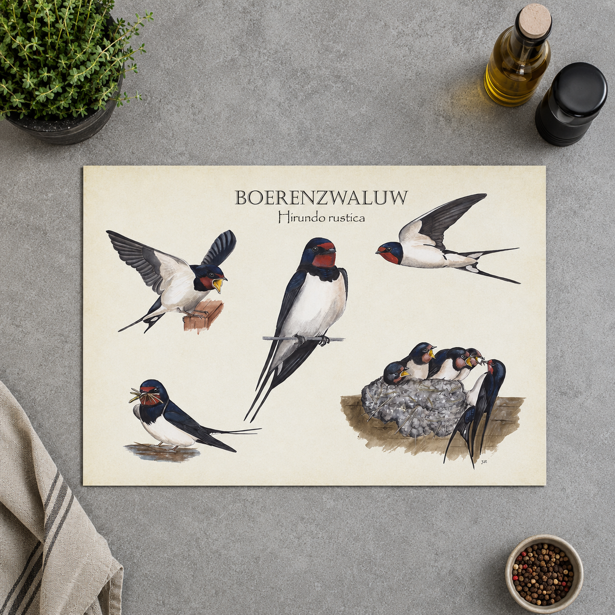 Inductieplaatbeschermer "Boerenzwaluw, het leven van"