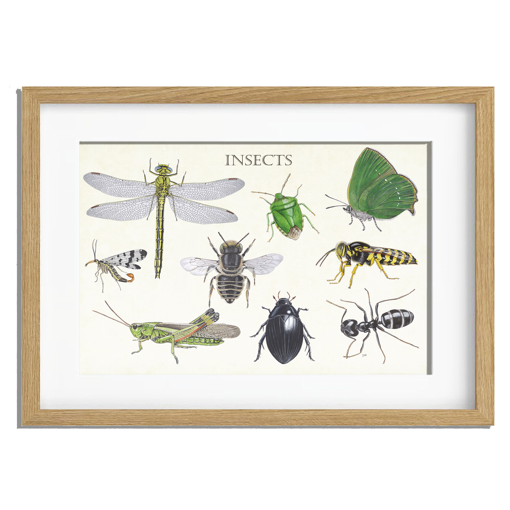 Ingelijst "Insects 2"