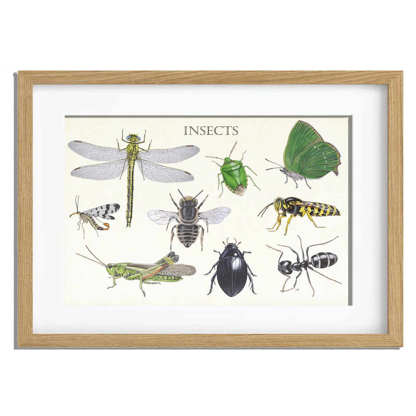 Ingelijst "Insects 2"