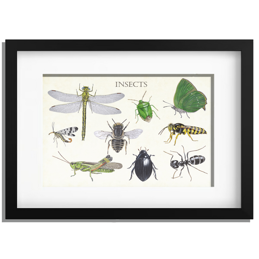 Ingelijst "Insects 2"
