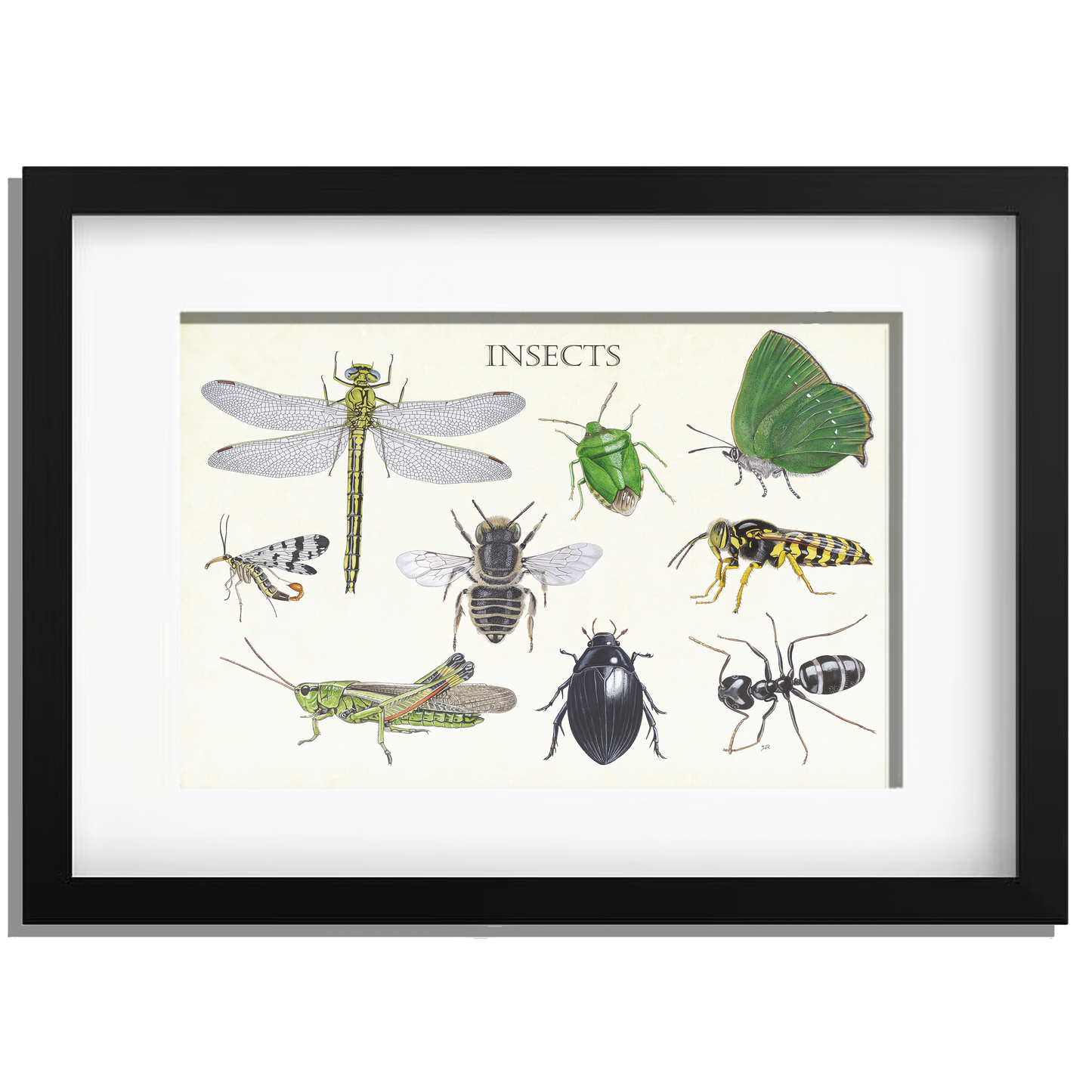 Ingelijst "Insects 2"