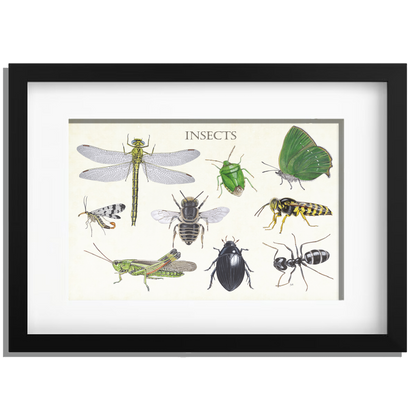 Ingelijst "Insects 2"