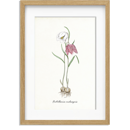 Ingelijst "Kievitsbloem"