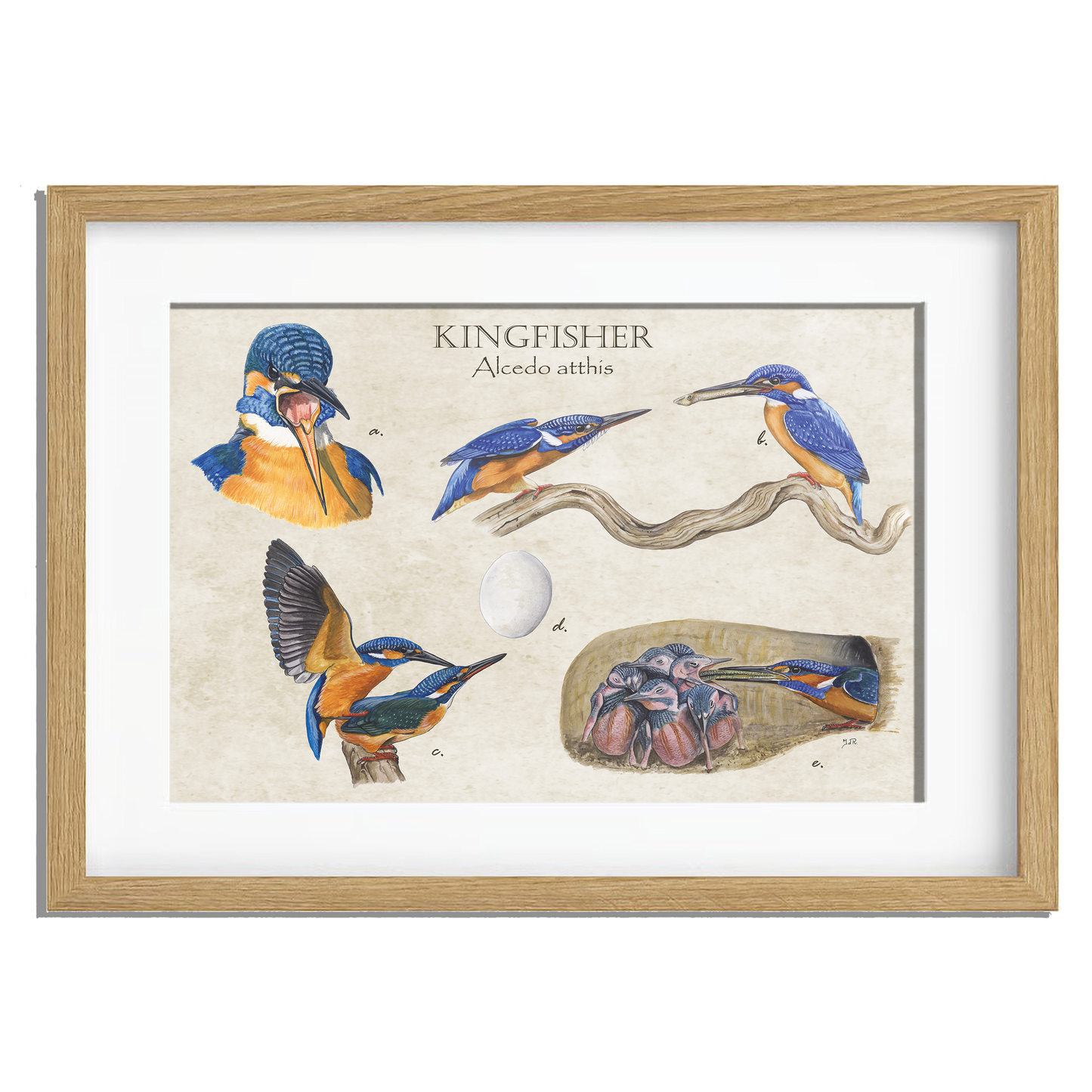 Ingelijst "Kingfisher"