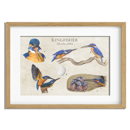 Ingelijst "Kingfisher"