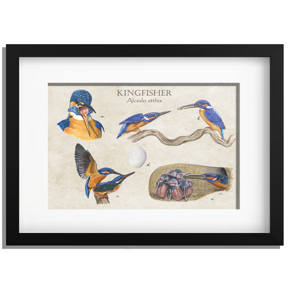 Ingelijst "Kingfisher"
