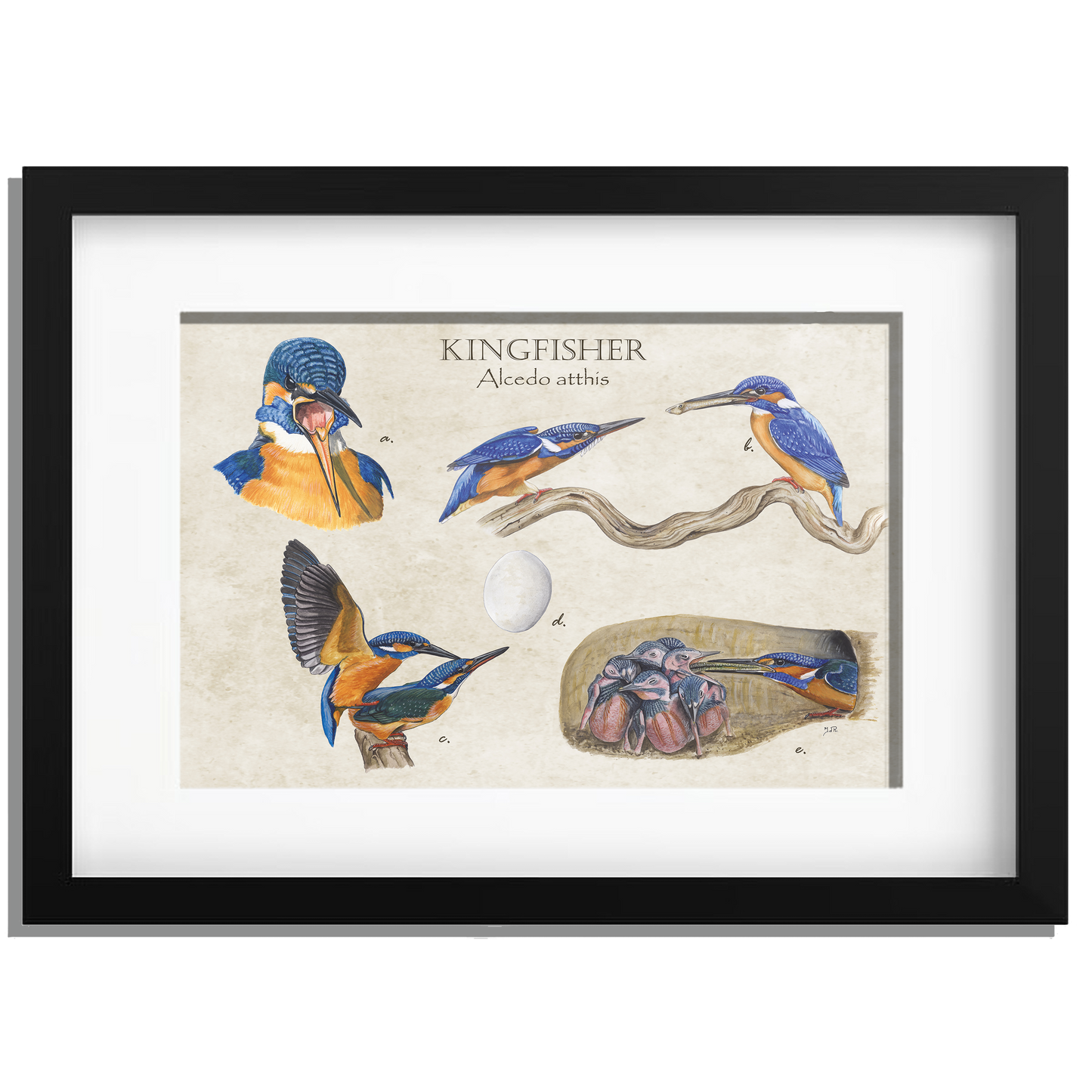 Ingelijst "Kingfisher"