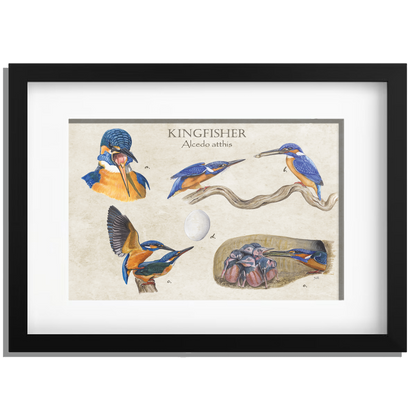Ingelijst "Kingfisher"