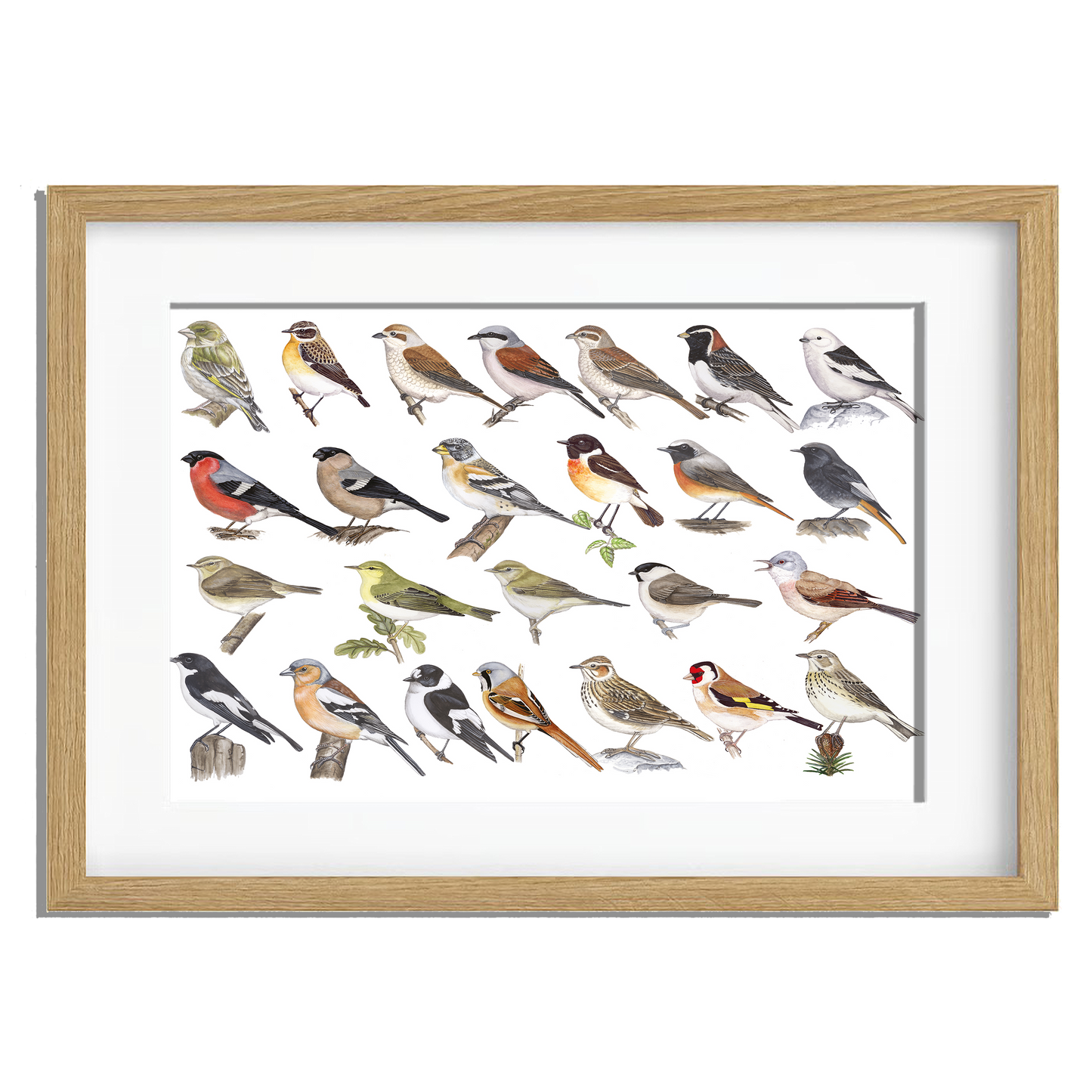 Ingelijst "Kleine zangvogels"
