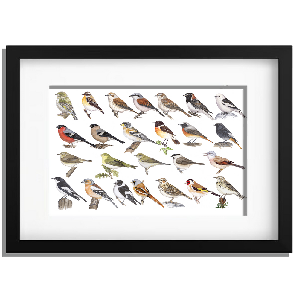 Ingelijst "Kleine zangvogels"