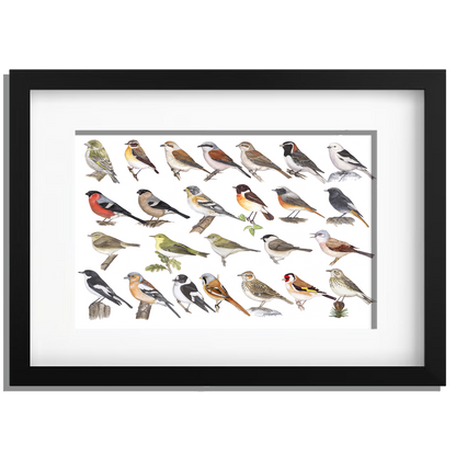 Ingelijst "Kleine zangvogels"