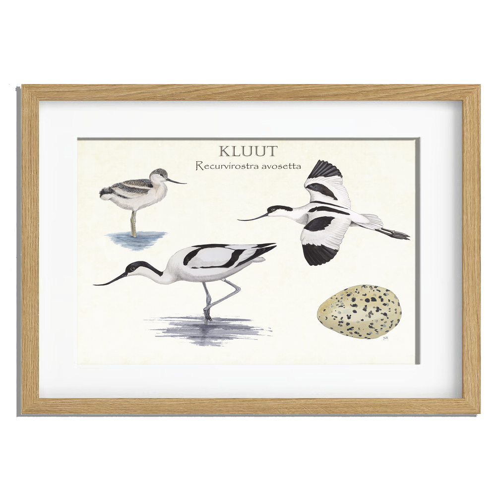 Ingelijst "Kluut, het leven van"