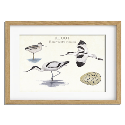 Ingelijst "Kluut, het leven van"