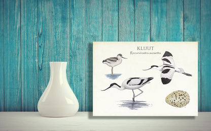 Wanddecoratie "Kluut, het leven van"